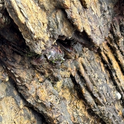 Guinusia chabrus at Lilli Pilli, NSW - 26 Jan 2025 by Choyster