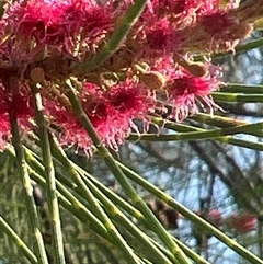 Casuarina cunninghamiana subsp. cunninghamiana (River She-Oak, River Oak) at Fyshwick, ACT - 27 Jan 2025 by JimL