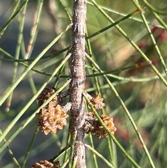 Casuarina cunninghamiana subsp. cunninghamiana at Fyshwick, ACT - 27 Jan 2025 08:38 AM