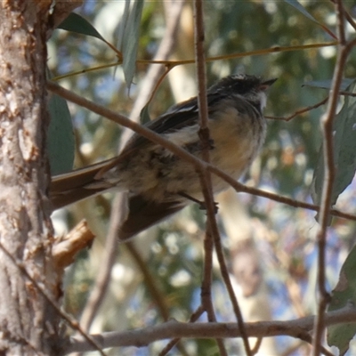 Sericornis frontalis (White-browed Scrubwren) at Yass River, NSW - 27 Jan 2025 by SenexRugosus