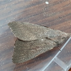 Pararguda rufescens (Rufous Snout Moth) at Yass River, NSW - 26 Jan 2025 by SenexRugosus