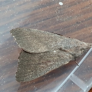 Pararguda rufescens (Rufous Snout Moth) at Yass River, NSW by SenexRugosus