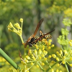 Polistes (Polistes) chinensis (Asian paper wasp) at Tharwa, ACT - 19 Jan 2024 by MichaelBedingfield