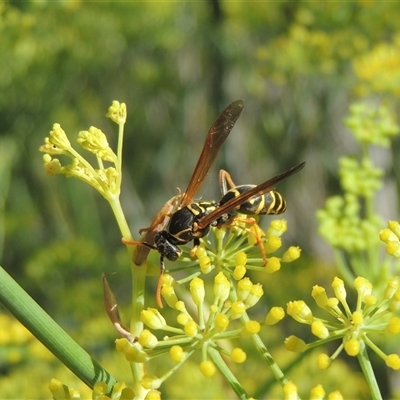 Polistes (Polistes) chinensis (Asian paper wasp) at Tharwa, ACT - 19 Jan 2024 by MichaelBedingfield