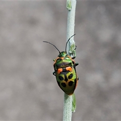 Scutiphora pedicellata (Metallic Jewel Bug) at Hawker, ACT - 27 Jan 2025 by sangio7