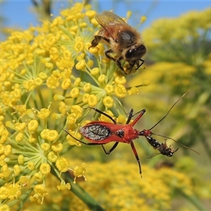 Gminatus australis (Orange assassin bug) at Tharwa, ACT by MichaelBedingfield