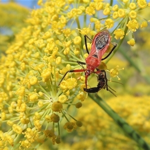 Gminatus australis at Tharwa, ACT - 19 Jan 2024 04:19 PM