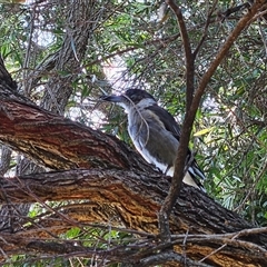 Cracticus torquatus (Grey Butcherbird) at Hawker, ACT - 26 Jan 2025 by sangio7