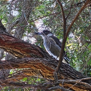 Cracticus torquatus at Hawker, ACT - suppressed