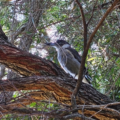 Cracticus torquatus (Grey Butcherbird) at Hawker, ACT - 27 Jan 2025 by sangio7