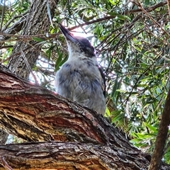 Cracticus torquatus at Hawker, ACT - suppressed