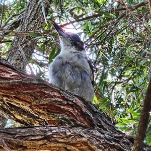 Cracticus torquatus at Hawker, ACT - suppressed