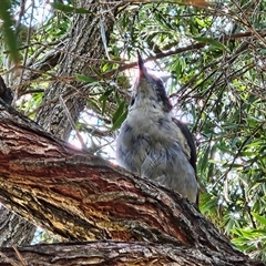 Cracticus torquatus at Hawker, ACT - suppressed