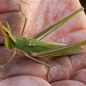 Acrida conica at Orangeville, NSW - 27 Jan 2025 11:10 AM