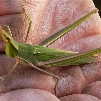 Acrida conica (Giant green slantface) at Orangeville, NSW - 27 Jan 2025 by belleandjason