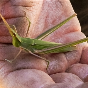 Acrida conica at Orangeville, NSW - 27 Jan 2025 11:10 AM