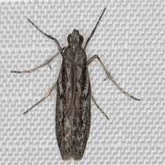 Unverified Pyralid or Snout Moth (Pyralidae & Crambidae) at Melba, ACT - 25 Jan 2025 by kasiaaus