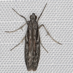 Unidentified Pyralid or Snout Moth (Pyralidae & Crambidae) at Melba, ACT - 25 Jan 2025 by kasiaaus