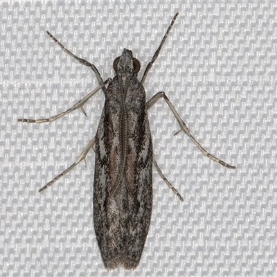 Unverified Pyralid or Snout Moth (Pyralidae & Crambidae) at Melba, ACT - 25 Jan 2025 by kasiaaus