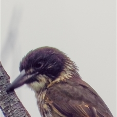 Cracticus torquatus (Grey Butcherbird) at Orangeville, NSW - 27 Jan 2025 by belleandjason