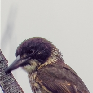 Cracticus torquatus (Grey Butcherbird) at Orangeville, NSW by belleandjason