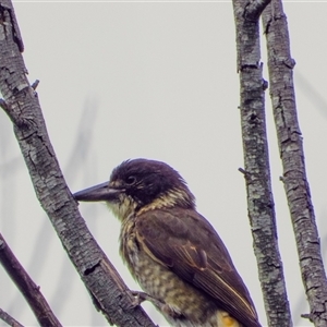 Cracticus torquatus at Orangeville, NSW - 27 Jan 2025 11:21 AM