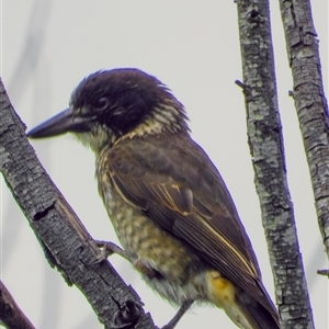 Cracticus torquatus at Orangeville, NSW - 27 Jan 2025 11:21 AM