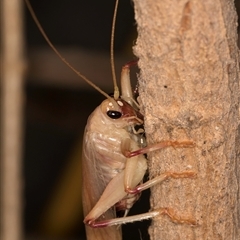 Gryllacrididae (family) (Wood, Raspy or Leaf Rolling Cricket) at Melba, ACT - 25 Jan 2025 by kasiaaus