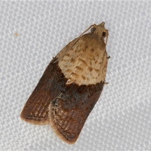 Epiphyas postvittana (Light Brown Apple Moth) at Melba, ACT by kasiaaus