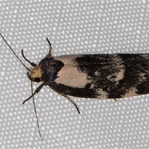 Palimmeces leucopelta (A concealer moth) at Melba, ACT by kasiaaus