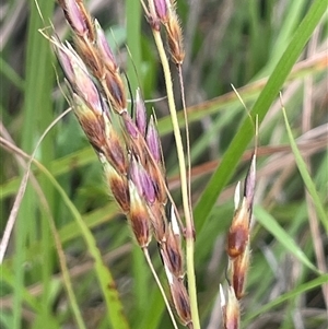 Sorghum leiocladum (Wild Sorghum) at Braidwood, NSW by JaneR