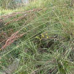 Sorghum leiocladum at Braidwood, NSW - 25 Jan 2025 03:26 PM