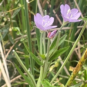 Epilobium pallidiflorum at Braidwood, NSW - 25 Jan 2025 03:33 PM