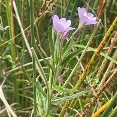 Epilobium pallidiflorum at Braidwood, NSW - 25 Jan 2025 03:33 PM