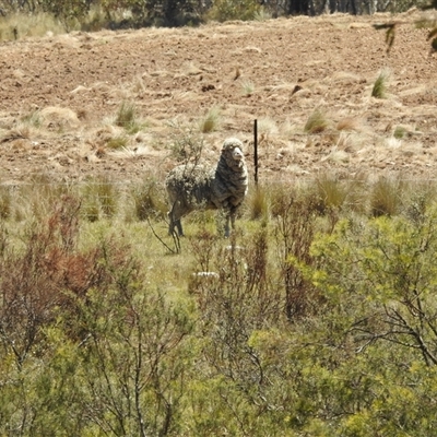 Ovis aries (Feral Sheep) at Tinderry, NSW - 19 Jan 2025 by danswell