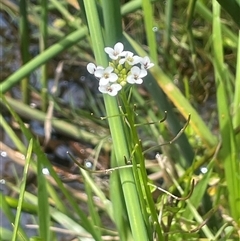 Rorippa nasturtium-aquaticum (Watercress) at Braidwood, NSW - 25 Jan 2025 by JaneR