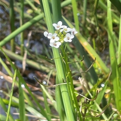 Rorippa nasturtium-aquaticum (Watercress) at Braidwood, NSW - 25 Jan 2025 by JaneR