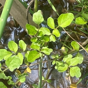 Rorippa nasturtium-aquaticum at Braidwood, NSW - 25 Jan 2025 02:47 PM