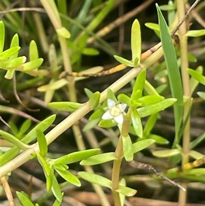 Crassula helmsii at Braidwood, NSW - 25 Jan 2025 02:31 PM