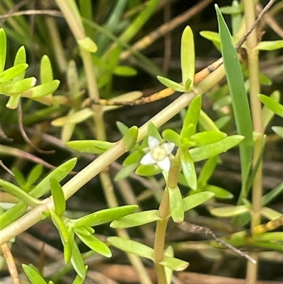 Crassula helmsii (Swamp Stonecrop) at Braidwood, NSW - 25 Jan 2025 by JaneR