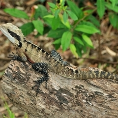 Intellagama lesueurii lesueurii at Mosman, NSW - 25 Jan 2025 by MichaelWenke