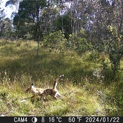 Vulpes vulpes (Red Fox) at Tinderry, NSW - 22 Jan 2024 by danswell