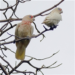 Cacatua tenuirostris (Long-billed Corella) at Randwick, NSW - 25 Jan 2025 by MichaelWenke