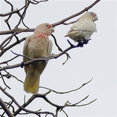Cacatua tenuirostris (Long-billed Corella) at Randwick, NSW - 26 Jan 2025 by MichaelWenke