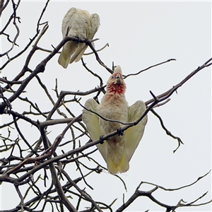 Cacatua tenuirostris at Randwick, NSW - 26 Jan 2025 07:10 AM