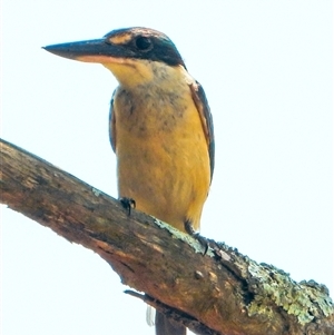 Todiramphus sanctus (Sacred Kingfisher) at Orangeville, NSW by belleandjason