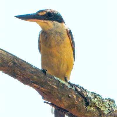 Todiramphus sanctus (Sacred Kingfisher) at Orangeville, NSW - 27 Jan 2025 by belleandjason