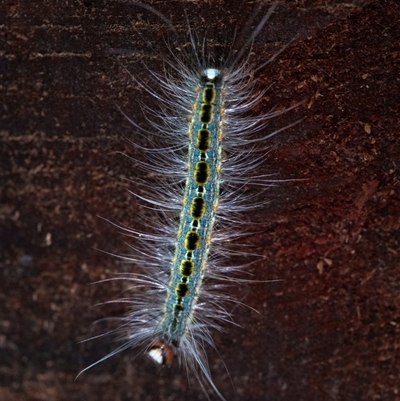 Unidentified Butterfly (Lepidoptera, Rhopalocera) at Dingo Forest, NSW - 20 Jan 2025 by Jek