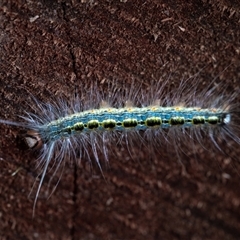 Panacela lewinae at Dingo Forest, NSW - suppressed