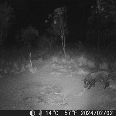 Sus scrofa (Feral Pig) at Tinderry, NSW - 2 Feb 2024 by danswell